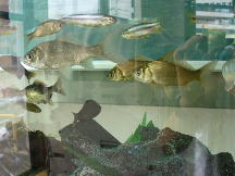 学生たちが飼っている魚